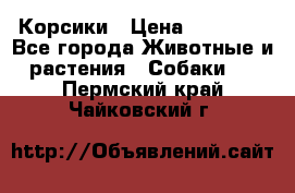 Корсики › Цена ­ 15 000 - Все города Животные и растения » Собаки   . Пермский край,Чайковский г.